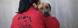 Adopta un perro abandonado